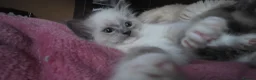 Ragdoll cats for sale: Ragdoll kittens ready to leave  - Advert 10