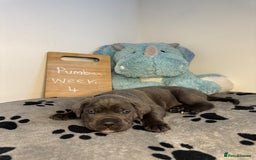 Cane Corso dogs for sale: Cane corso puppies for sale  - Image 19