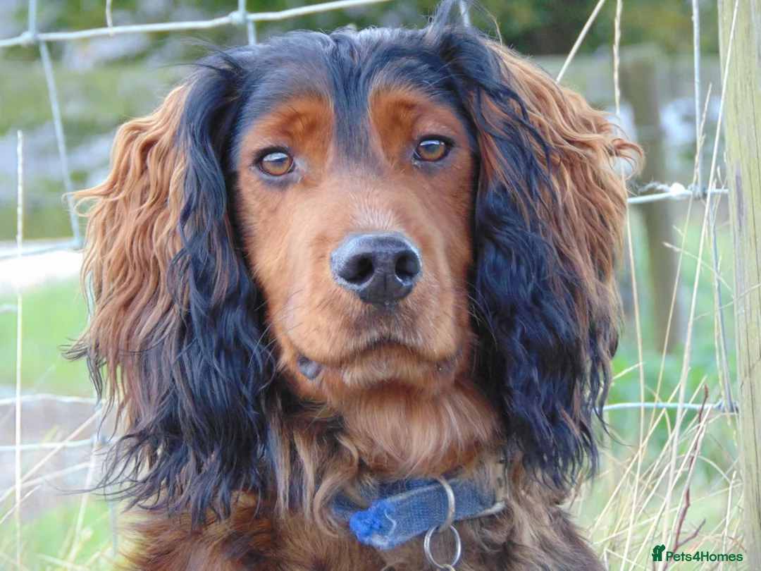 Cocker Spaniel dogs for stud: Working Cocker at Stud .Dorset in Dorchester - Advert 5