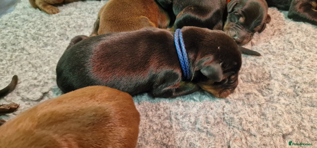 Dobermann dogs for sale: Top line doberman puppies - Image 18