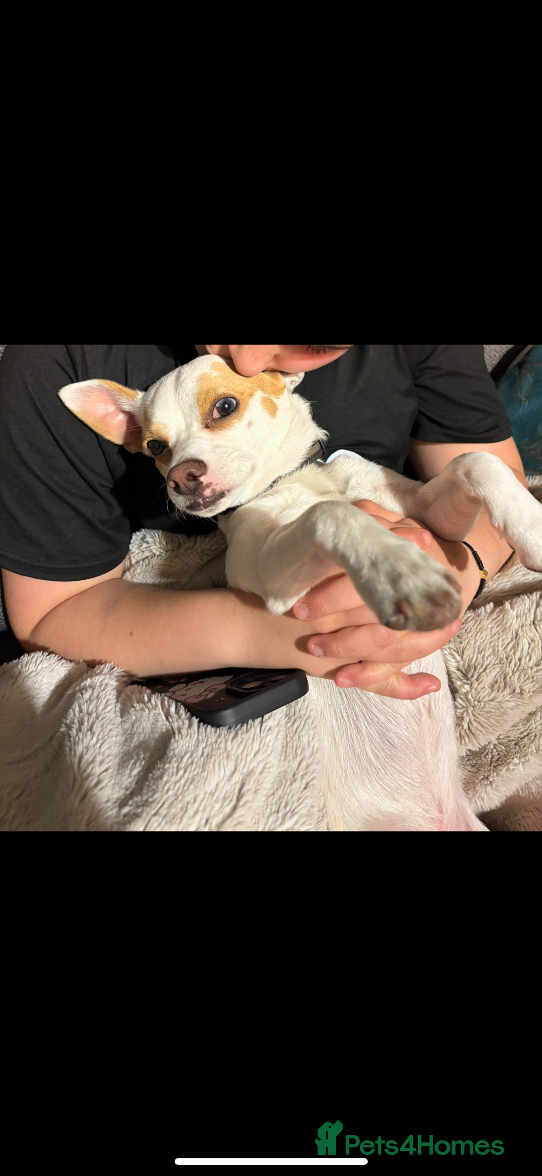 Mixed Breed dogs for sale: Ted chihuahua x Jack Russell 10 months old  - Image 3