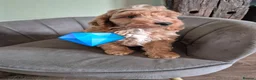 Cockapoo dogs for sale: Stunning cockapoos - Advert 4