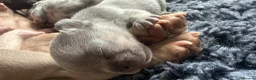 French Bulldog dogs for sale: 8 week old male French bulldog ready to go today - Advert 7