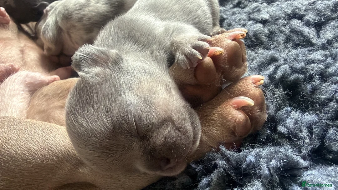 French Bulldog dogs for sale: 8 week old male French bulldog ready to go today - Advert 7