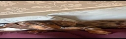 Dachshund dogs for sale: Pickles  - Advert 4