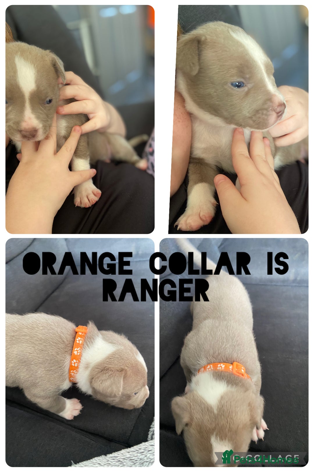 Mixed Breed dogs for sale: 5 beautiful pups left  - Image 1
