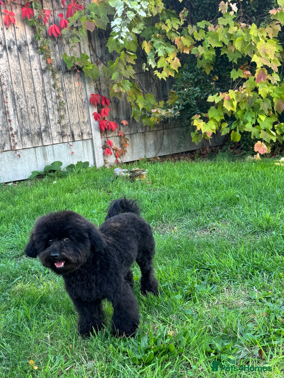 Toy Poodle dogs for sale: Gorgeous Black Asian Toy Poodle Boy - Ready Now 🐾 - Advert 1