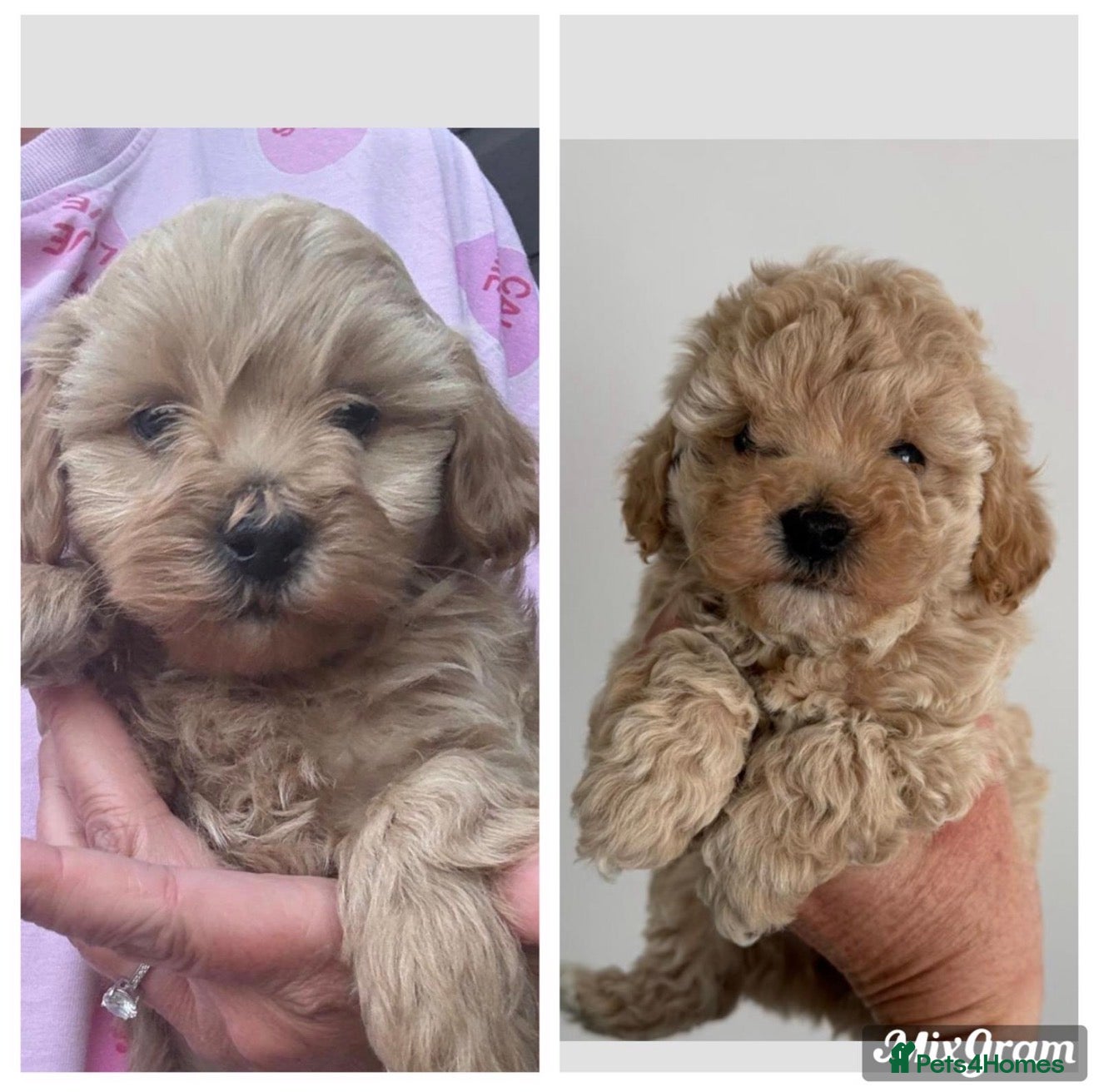 Maltipoo dogs Beautiful Maltipoo F1 Puppies - Advert 12