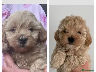 Maltipoo dogs Beautiful Maltipoo F1 Puppies - Advert 1