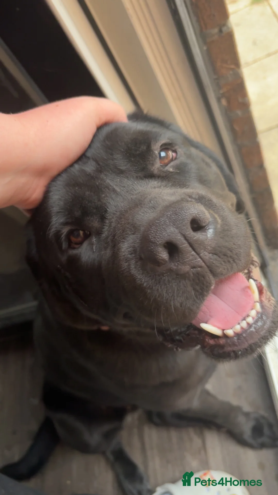 Mixed Breed dogs for sale: Bonnie - Advert 1
