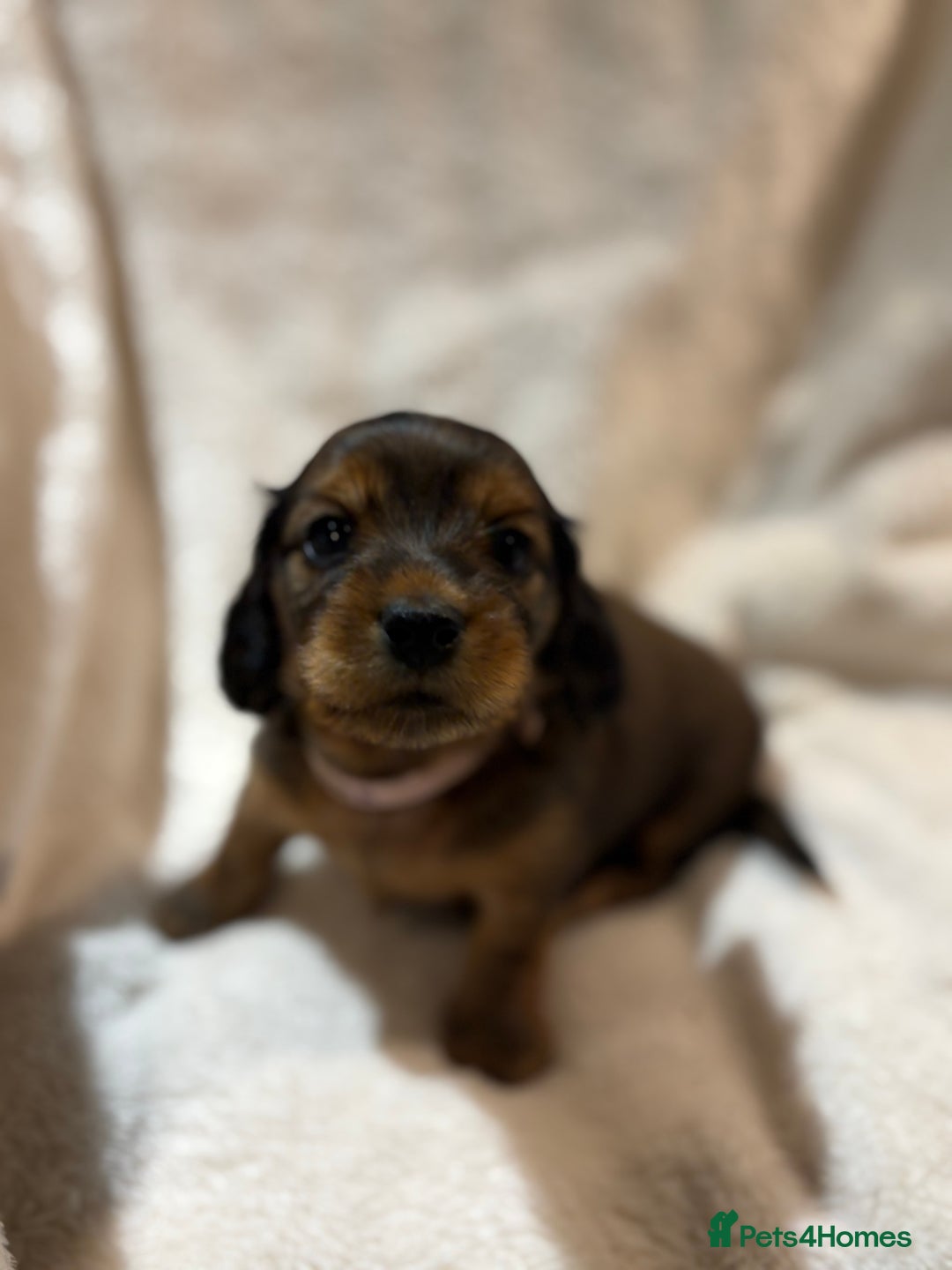 Miniature Dachshund dogs for sale: Beautiful Pedigree KC Reg Mini Longhair Dachshunds - Advert 19