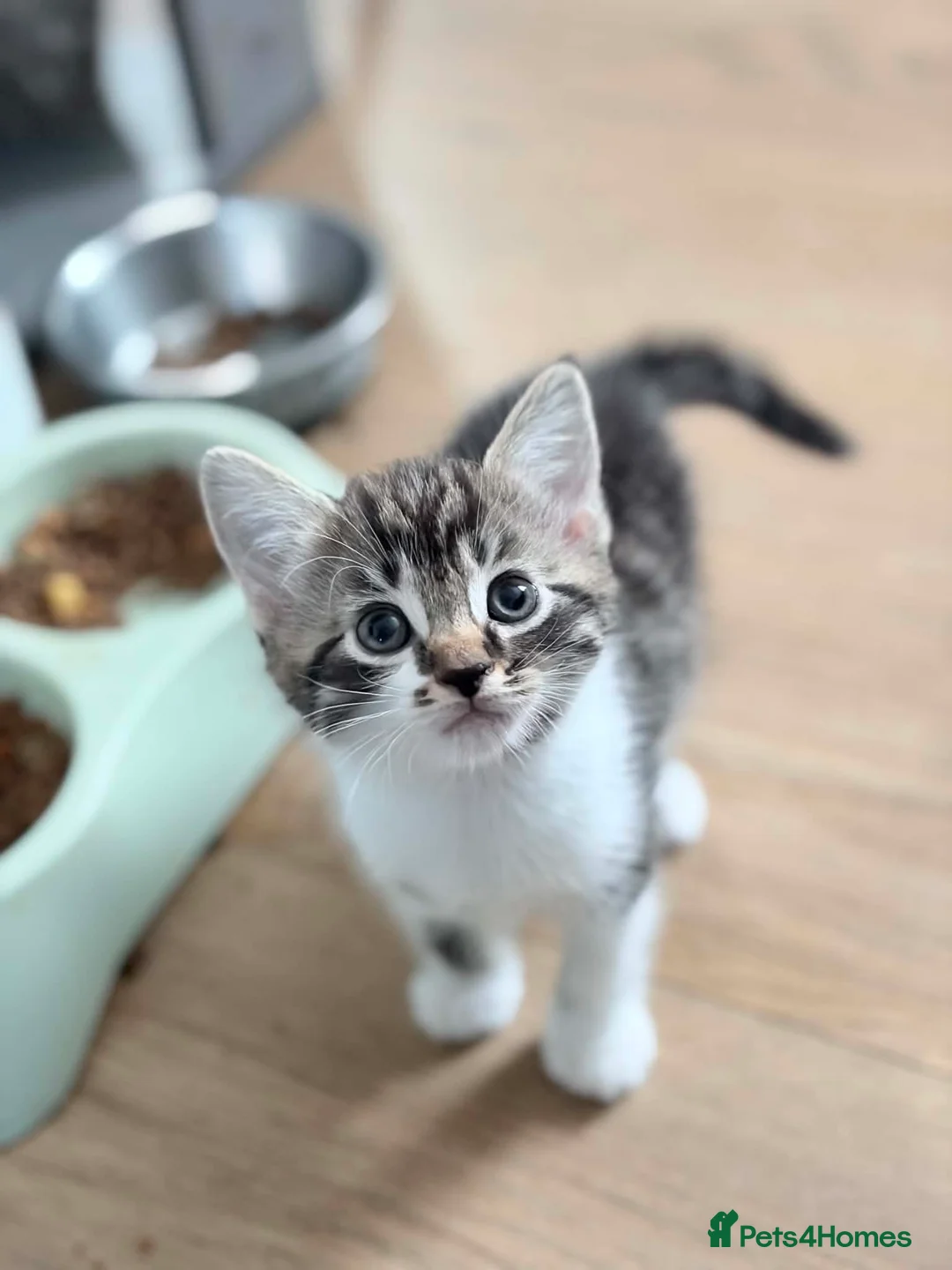 Mixed Breed cats for sale: 6 wonderful kittens  - Advert 2