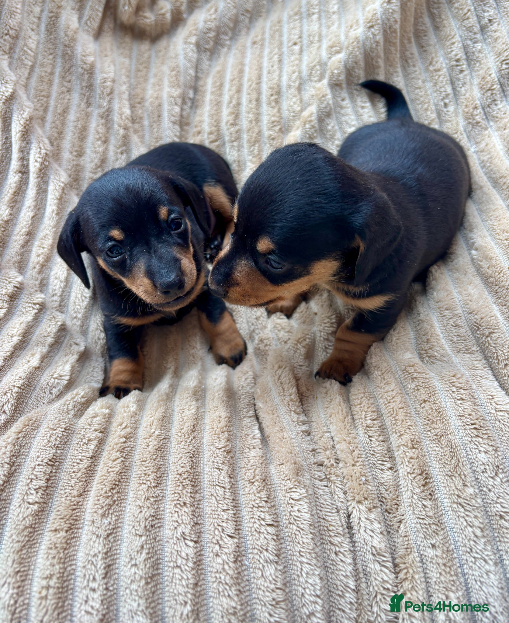 Miniature Dachshund dogs 4 Stunning Mini Dachsunds KC Generation  - Advert 1