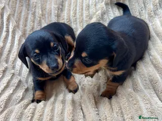 Miniature Dachshund dogs 4 Stunning Mini Dachsunds KC Generation - Advert 1