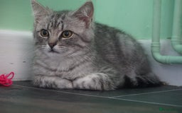 Persian cats for sale: ADORABLE RUSSIAN BLUE X PERSIAN KITTENS - Image 12