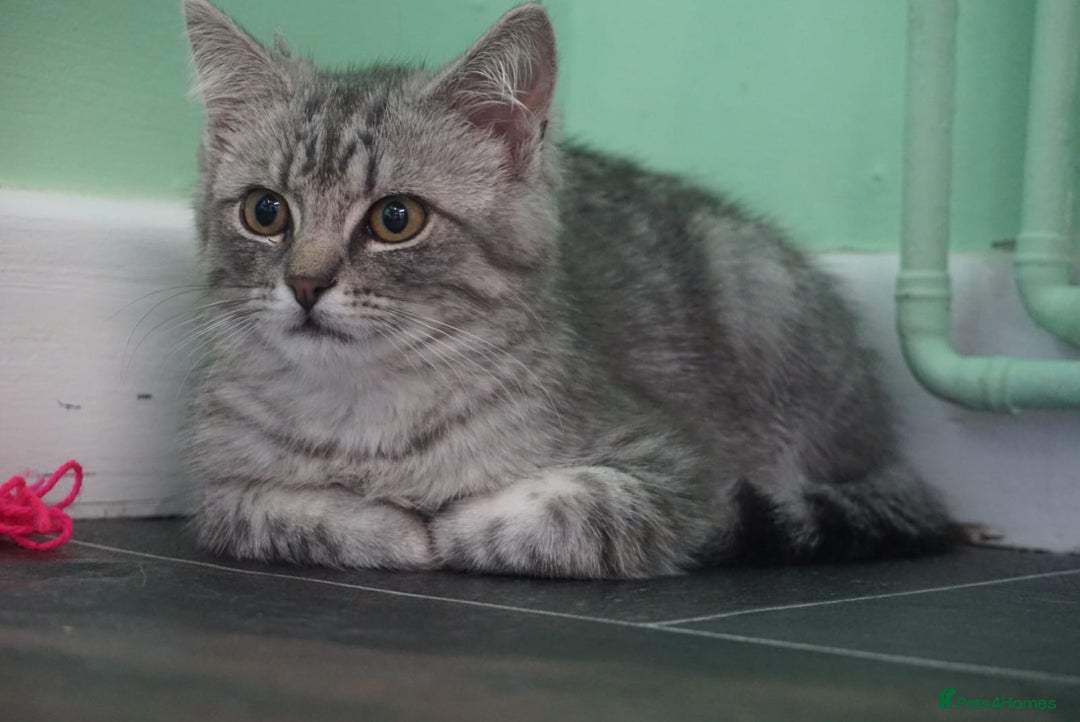 Persian cats for sale: ADORABLE RUSSIAN BLUE X PERSIAN KITTENS - Image 12
