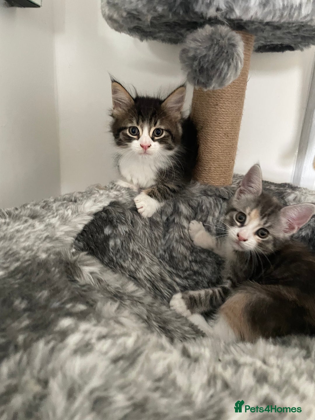Maine Coon cats for sale: Maine coon x domestic kittens. One girl left - Image 6