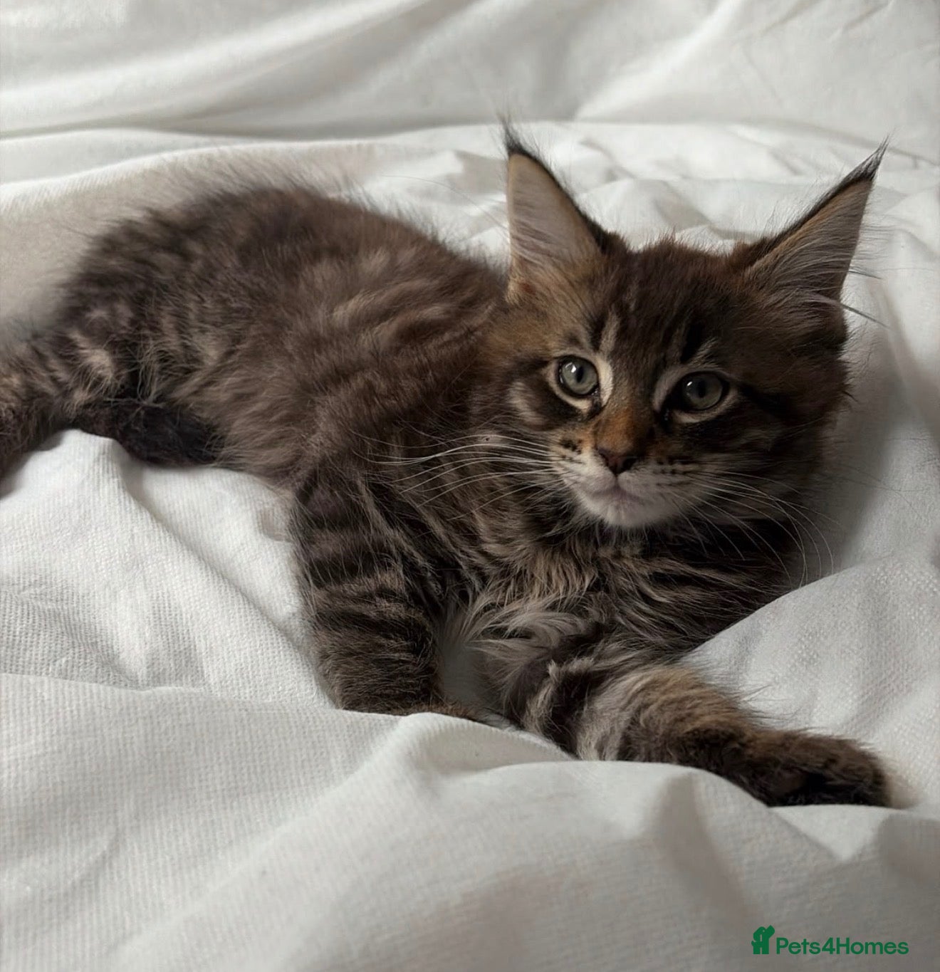 Maine Coon cats Maine coon boys and girls available now  - Advert 7