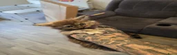 Maine Coon cats for sale: Russian mainecoon kittens  - Advert 5
