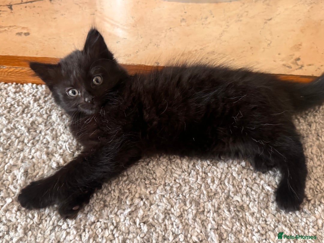 Mixed Breed cats for sale: female kittens  in Enfield - Image 4