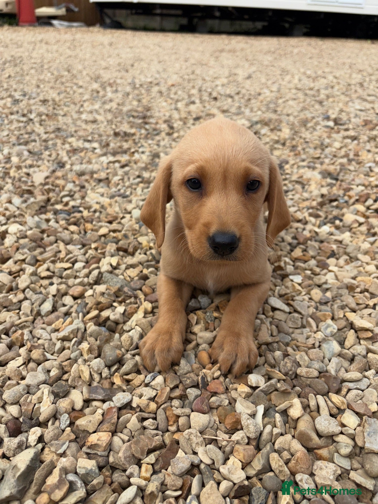 Labrador Retriever dogs Labrador puppies ready to leave! - Advert 1