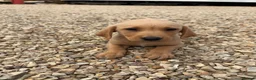 Labrador Retriever dogs for sale: Labrador puppies ready to leave! - Advert 1
