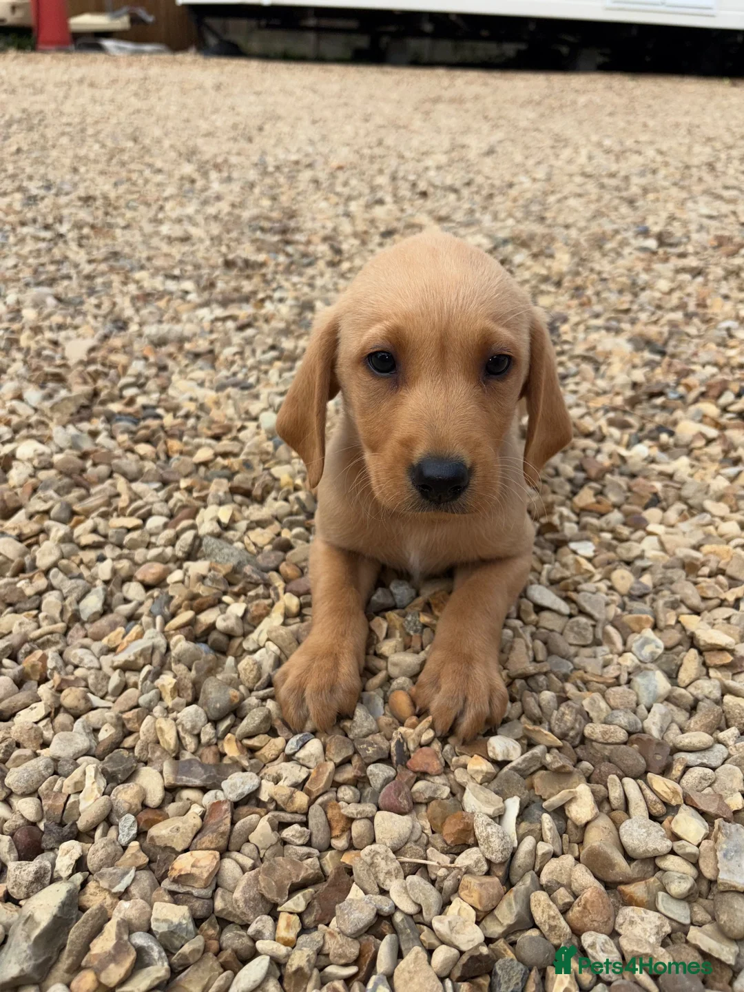 Labrador Retriever dogs for sale: Labrador puppies ready to leave! - Advert 1