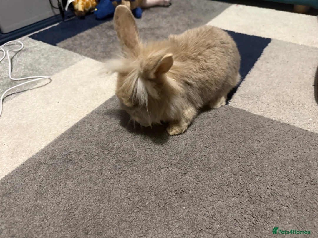Mixed Breed rabbits for sale: Mini lop bunnies  in Winchester - Advert 12