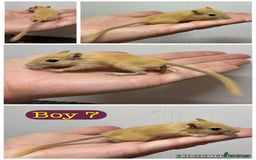 Gerbil rodents for sale: Beautiful friendly baby gerbils  - Image 7
