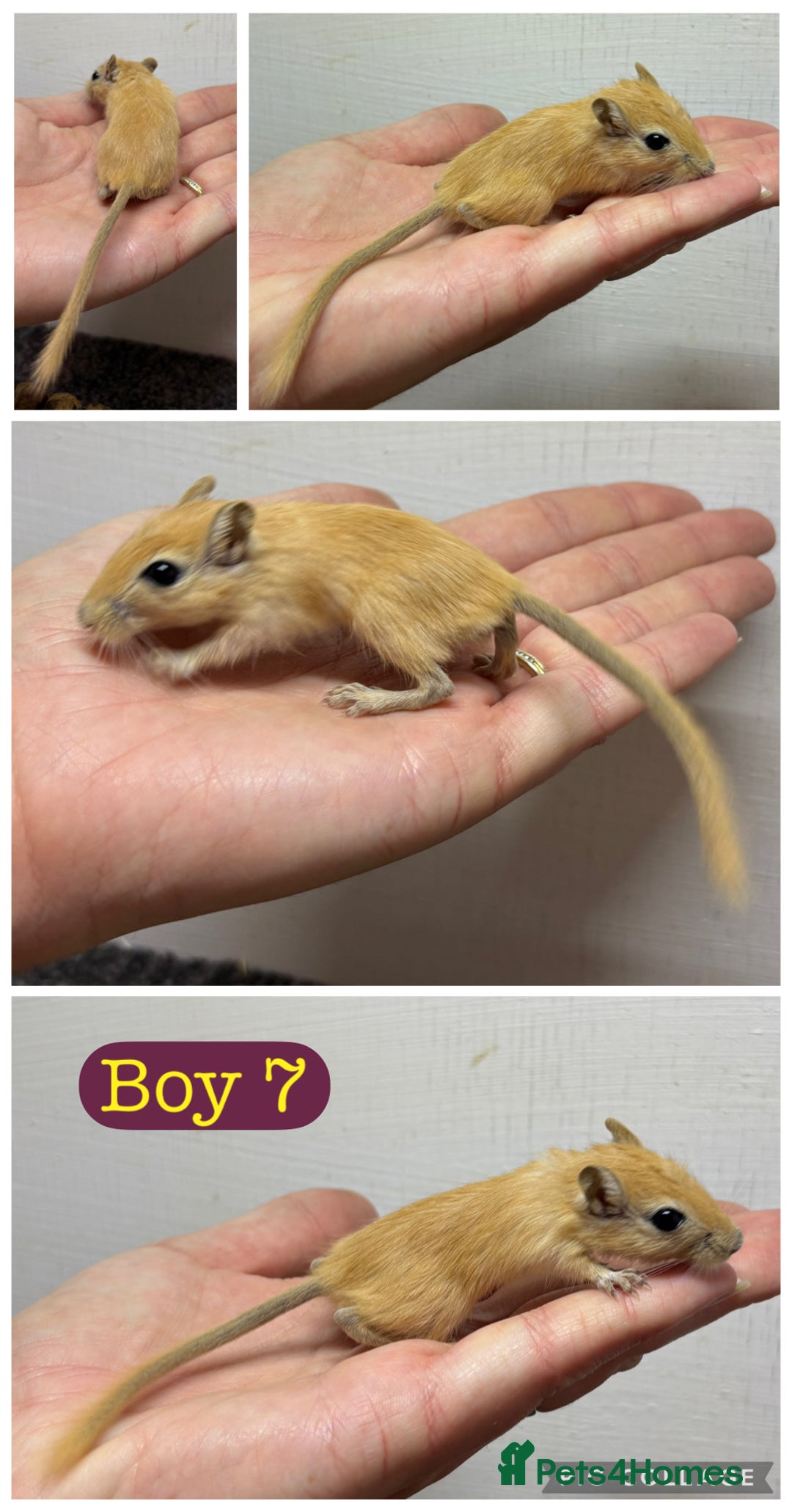 Gerbil rodents for sale: Beautiful friendly baby gerbils  - Image 7