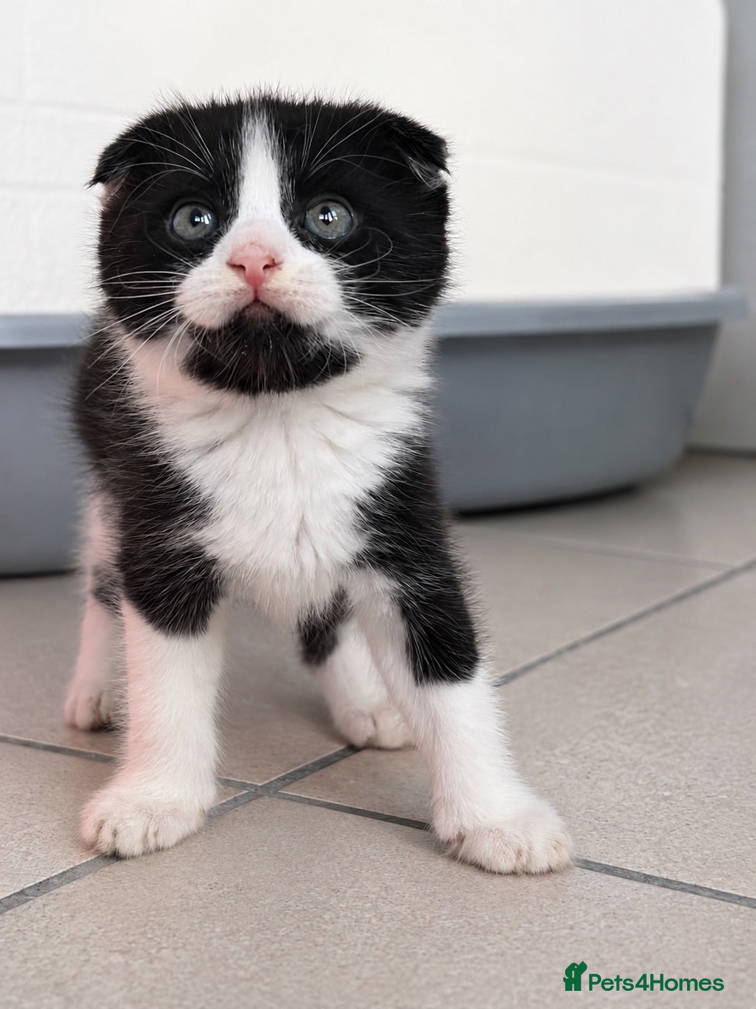 Scottish Fold cats 🐾 Beautiful Scottish Fold Mix Kittens 🐾 - Advert 12