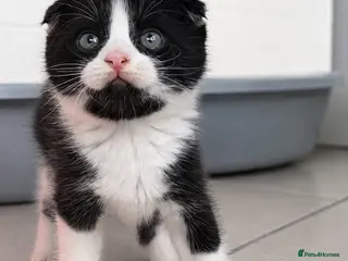 Scottish Fold cats 🐾 Beautiful Scottish Fold Mix Kittens 🐾 - Advert 8