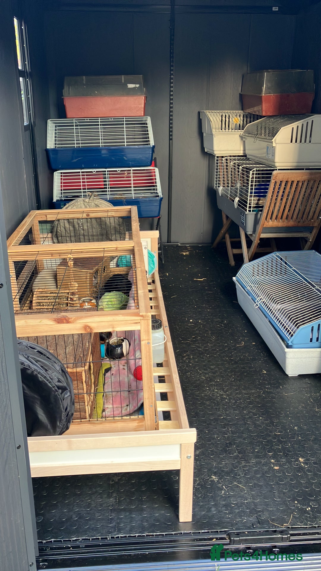 Guinea Pig rodents for sale: Purebred baby Black Tan guinea pig brothers - Advert 4