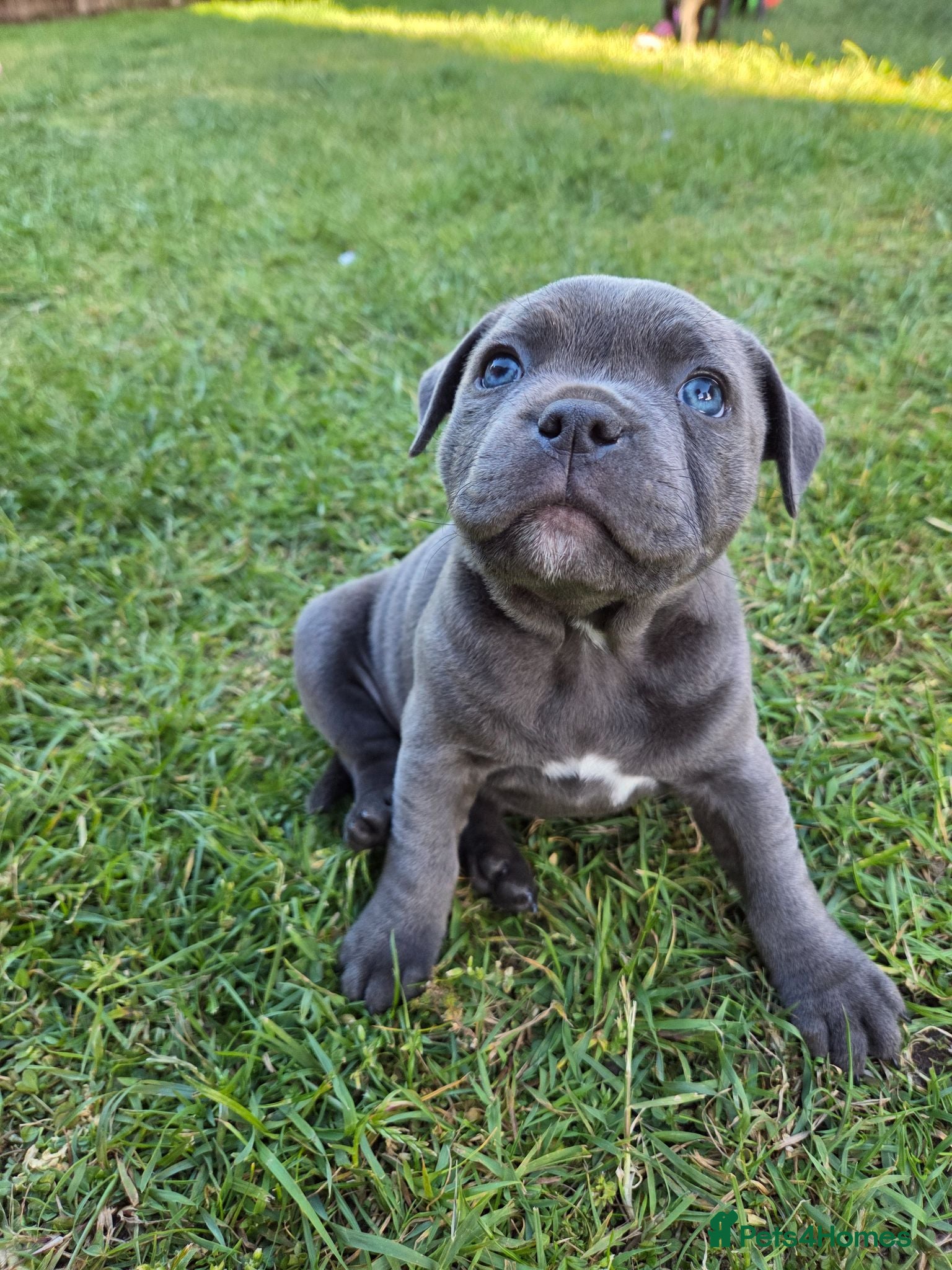 Staffordshire Bull Terrier dogs Beautiful Blue Staffy Girl – Last Puppy Available - Advert 16