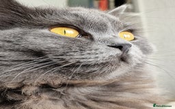 British Longhair cats for sale: Blue & Lilac Gorgeous British longhair kittens - Image 36