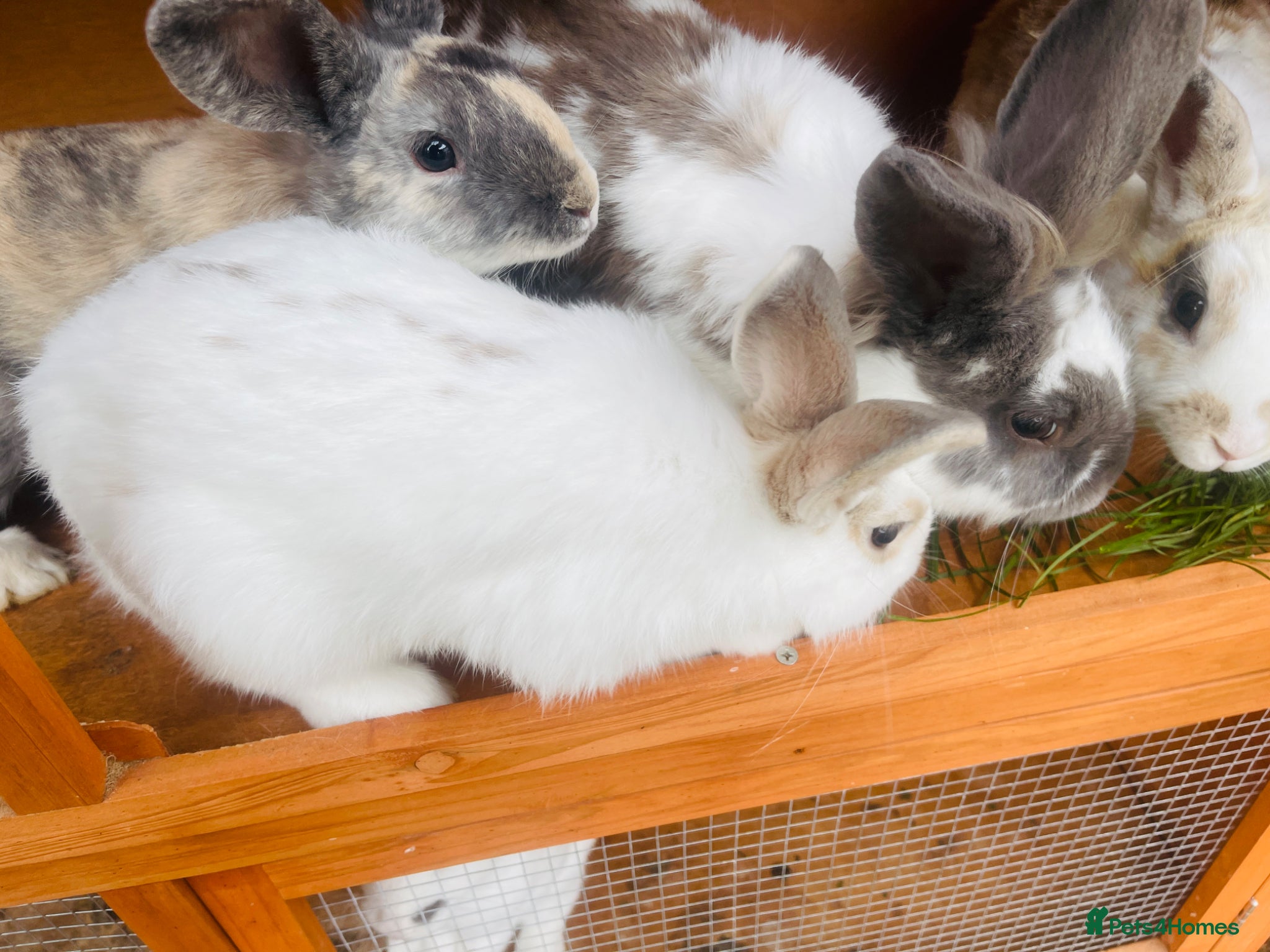 Mixed Breed rabbits for sale: Mr & miss  in Folkestone - Advert 2