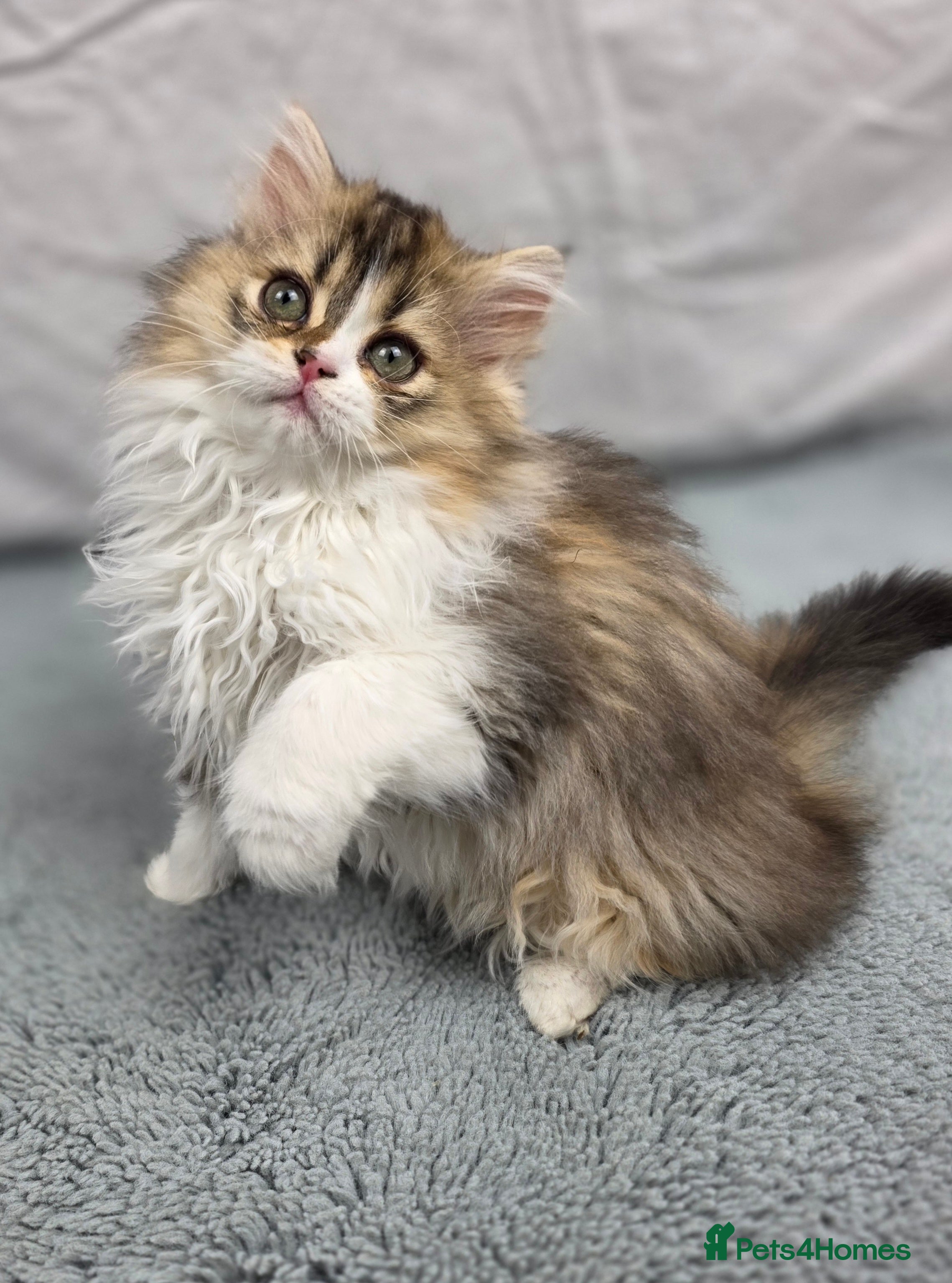 Scottish Fold cats STUNNING TICA REGISTERED SCOTTISH BABIES  - Advert 1