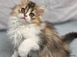 Scottish Fold cats STUNNING TICA REGISTERED SCOTTISH BABIES - Advert 11