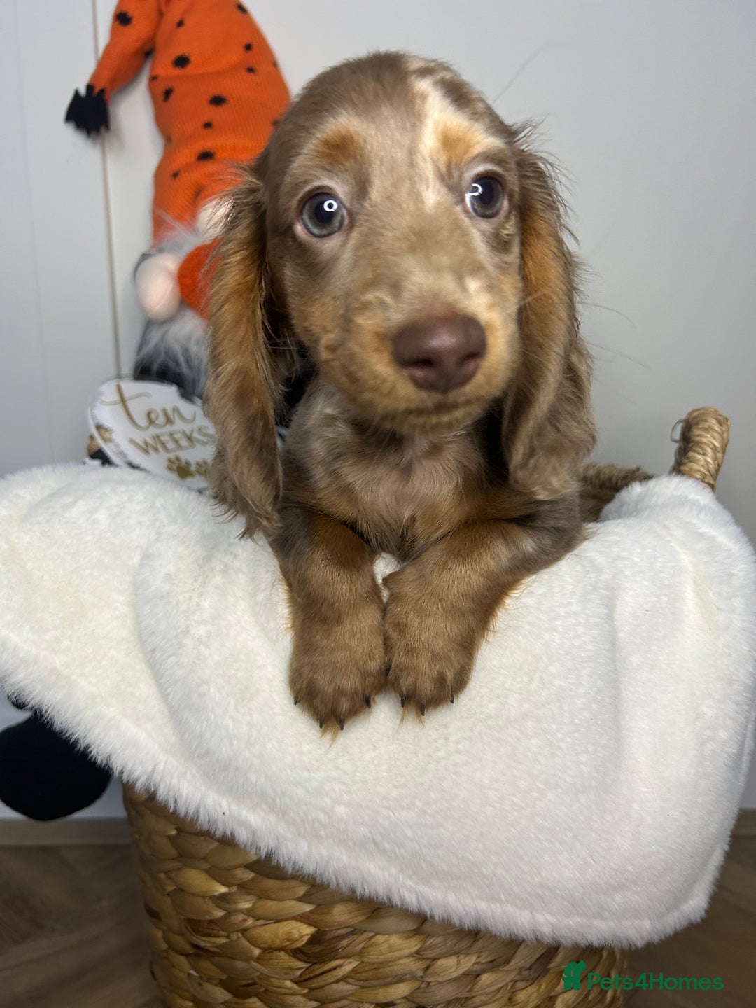 Miniature Dachshund dogs for sale: 🤍🐾 STUNNING DAPPLE BOY READY TO GO 🐾🤍 - Image 19