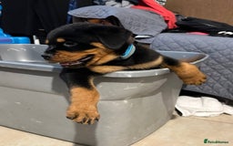 Rottweiler dogs for sale: Rottweiler puppy - Image 4