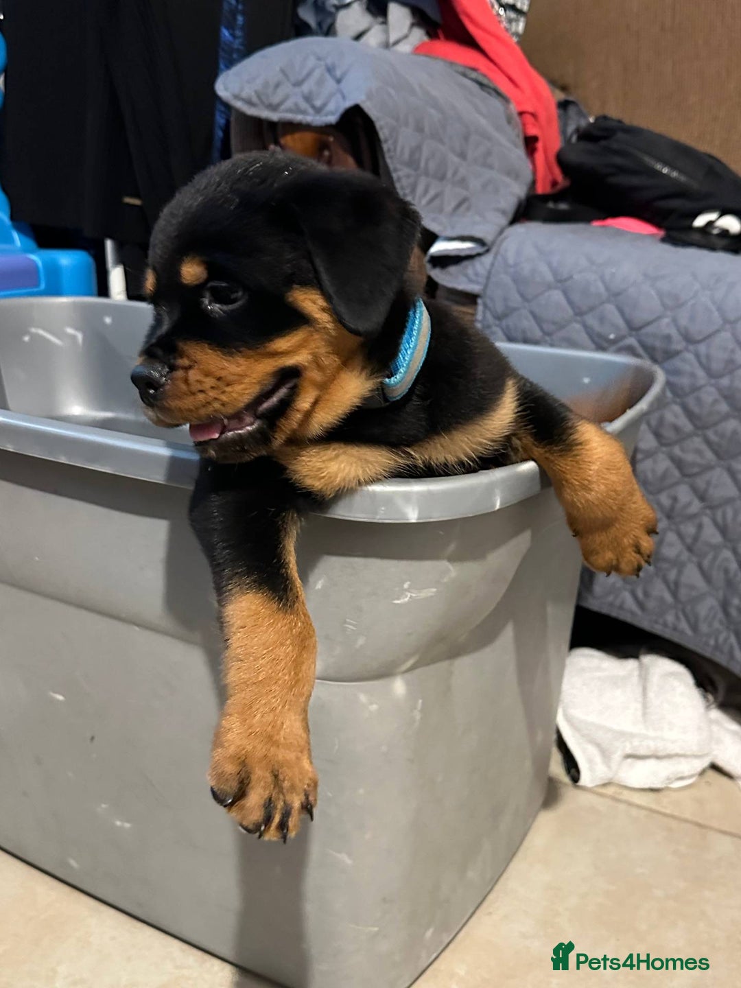 Rottweiler dogs for sale: Rottweiler puppy - Image 4