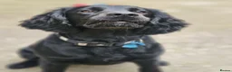 Cocker Spaniel dogs for stud: Black Cocker Spaniel - Advert 2