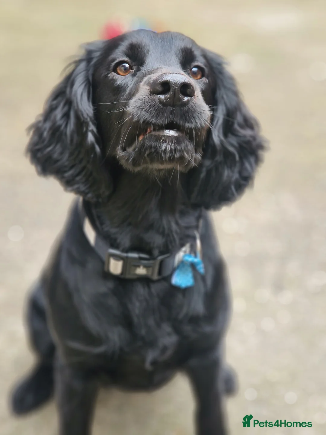 Cocker Spaniel dogs for stud: Black Cocker Spaniel - Advert 2
