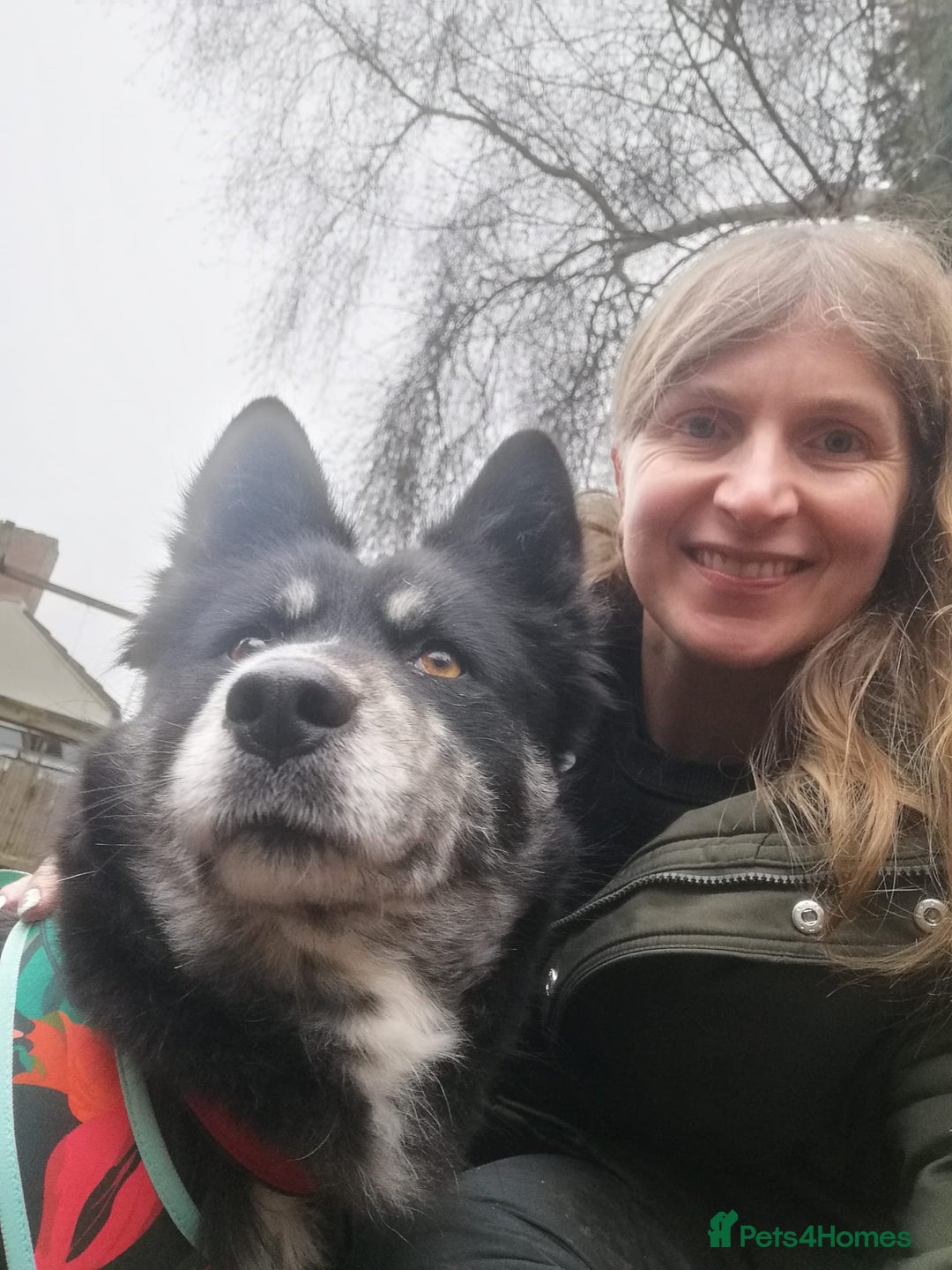 Mixed Breed dogs for adoption: ❤️Zara: kind, loving & well-balanced Husky cross❤️ - Advert 3