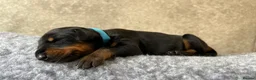 Dobermann dogs for sale: Outstanding Quality Dobermann puppies, KC REG - Advert 18