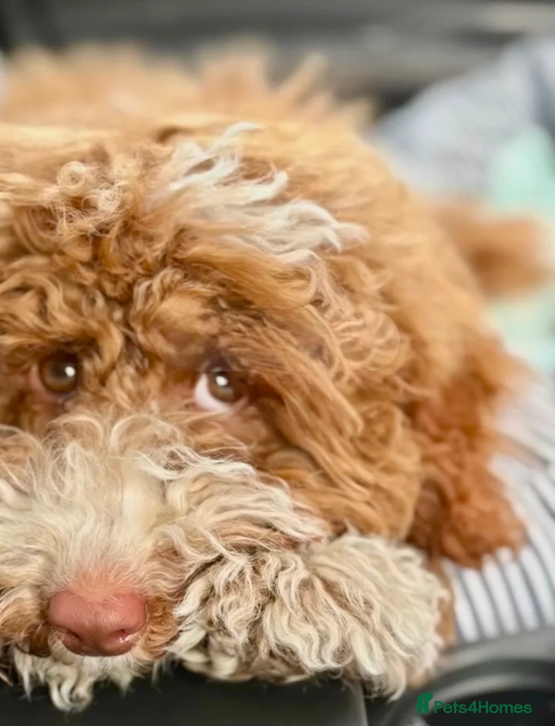 Australian Labradoodle dogs for sale: Australian Double Doodle Puppies – Due April - Advert 1