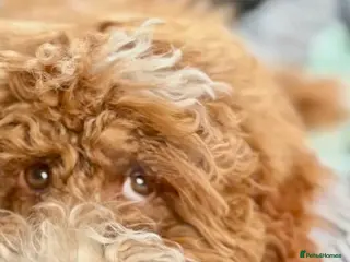 Australian Labradoodle dogs Australian Double Doodle Puppies – Due April - Advert 2