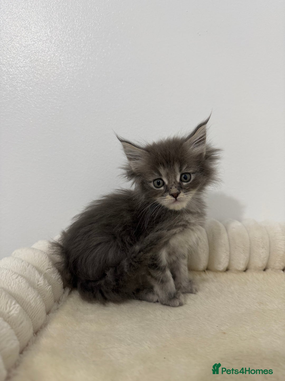 Maine Coon cats for sale: XL RUSSIAN CUBS 🇷🇺💙 - Advert 13