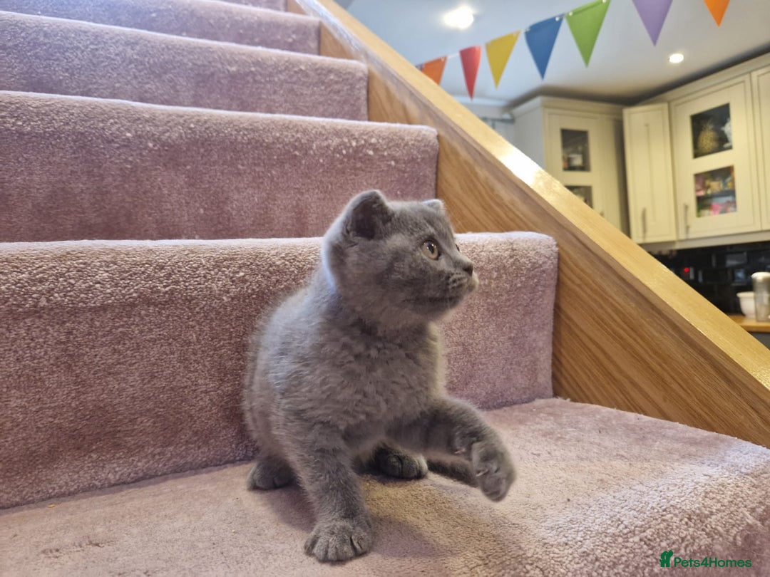 Scottish Fold cats for sale: 1 BSH Boy AVAILABLE. in Sheffield - Image 25
