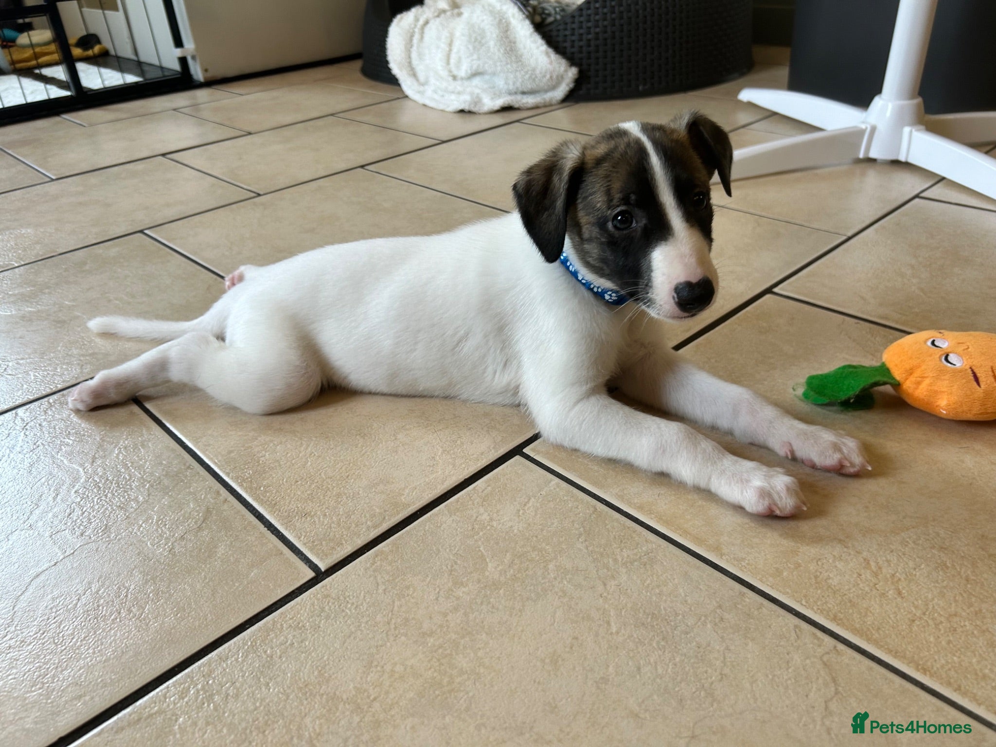 Whippet dogs Stunning pedigree whippet puppies  - Advert 1
